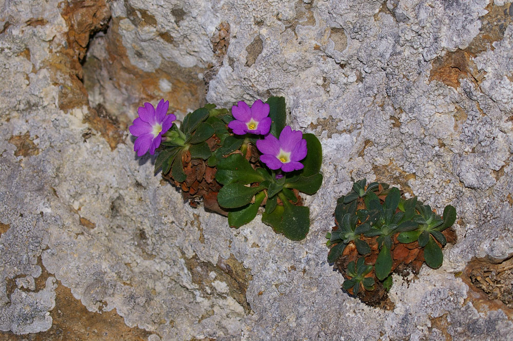 Primula allionii / Primula di Allioni
